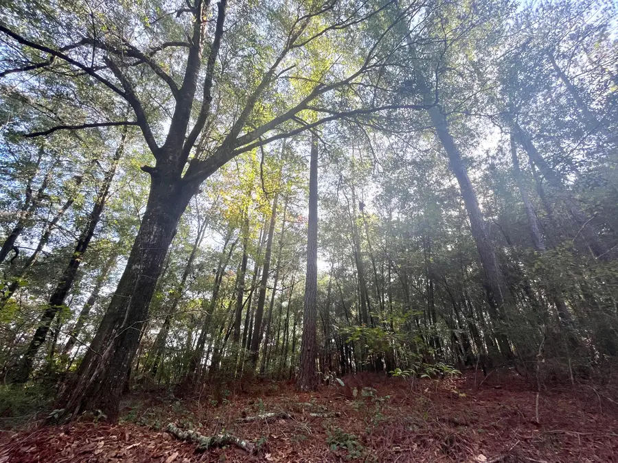 00 Francesca Drive, Girard, GA 30426 - Image #2