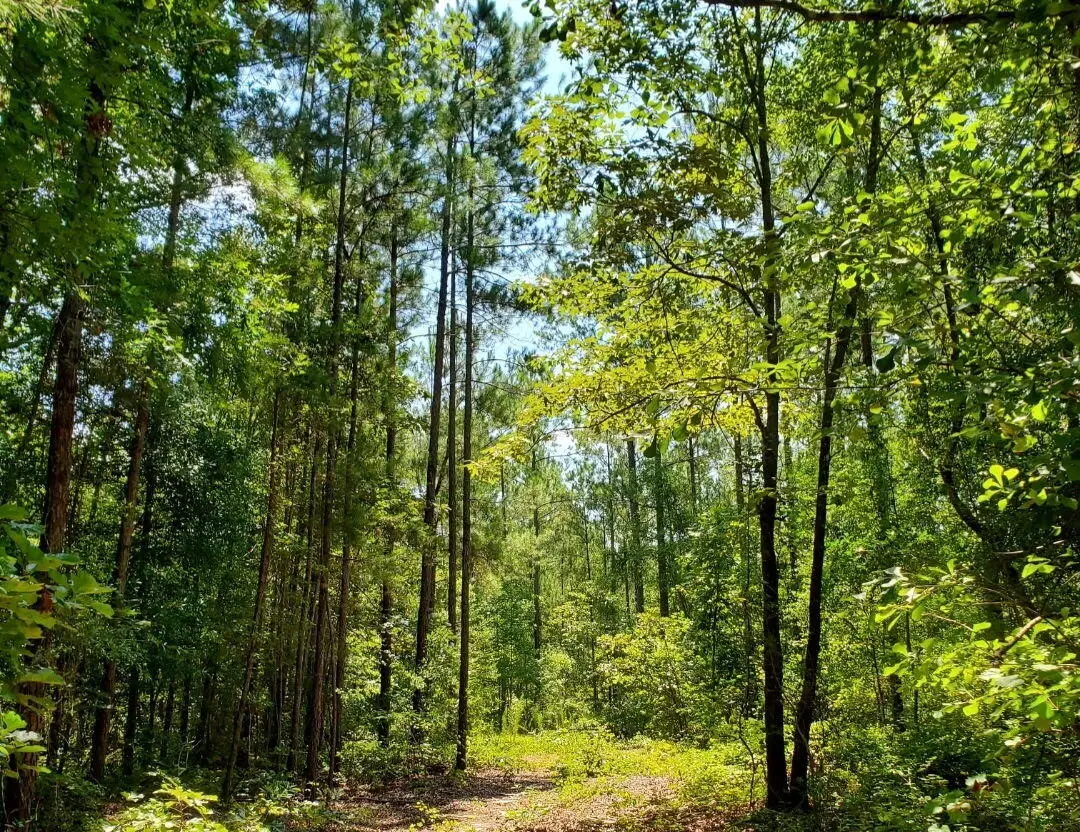 1027 Grindstone Creek Road, Hephzibah, GA 30815 - Image #1