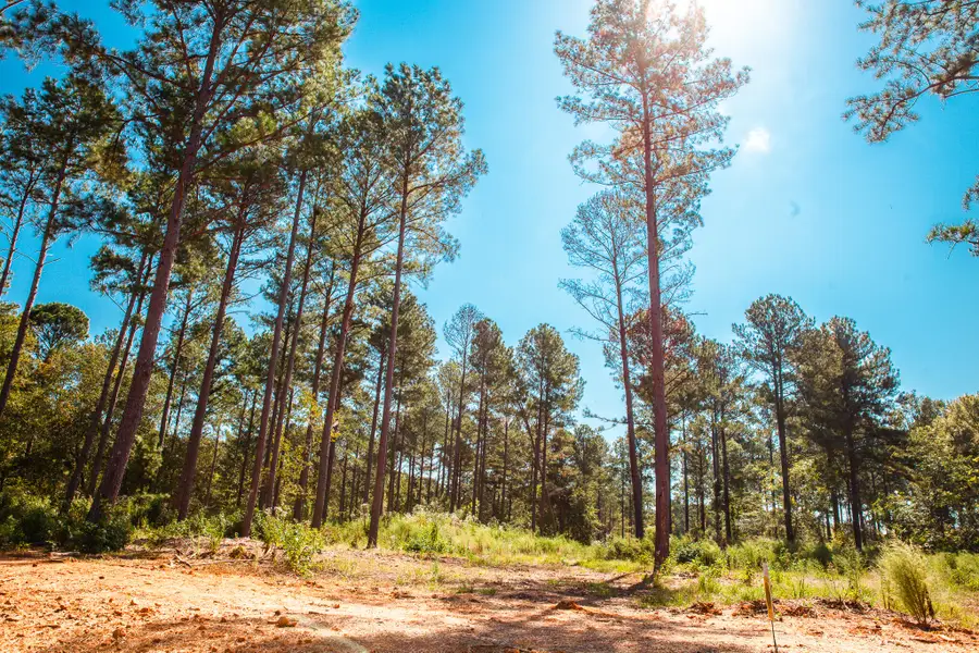 535 Rabbit Pen Drive, Appling, GA 30802 - Image #3