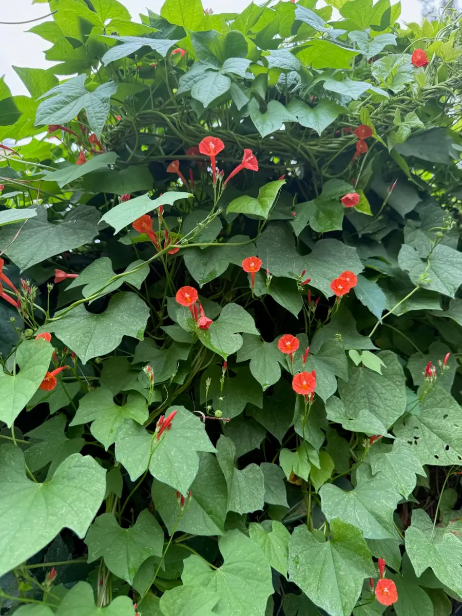 228 Greene Street, Augusta, GA 30901 - Image #2