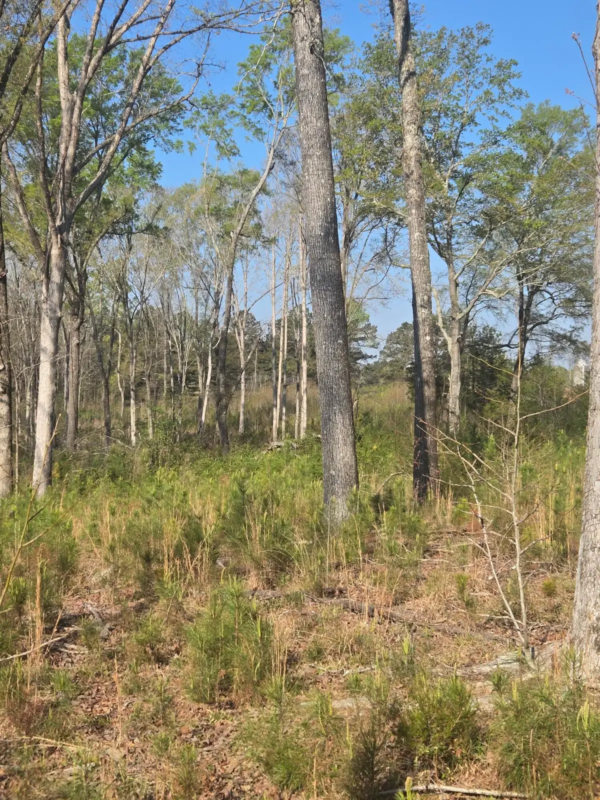 0 Mercier Road, Lincolnton, GA 30817 - #1