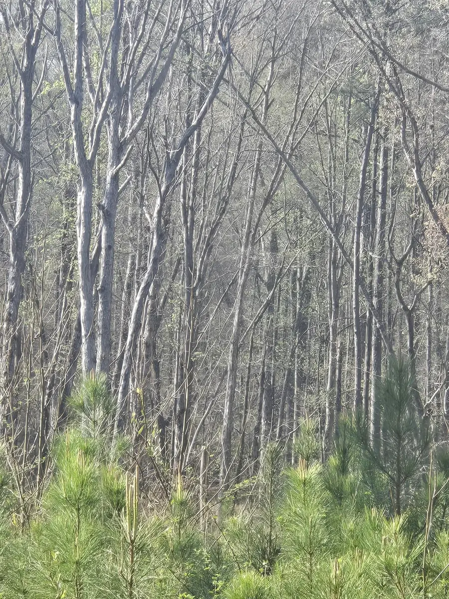 0 Mercier Road, Lincolnton, GA 30817 - #3