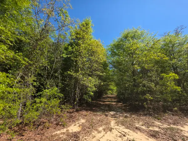 Lot 1 Briarwood Drive, Williston, SC 29853