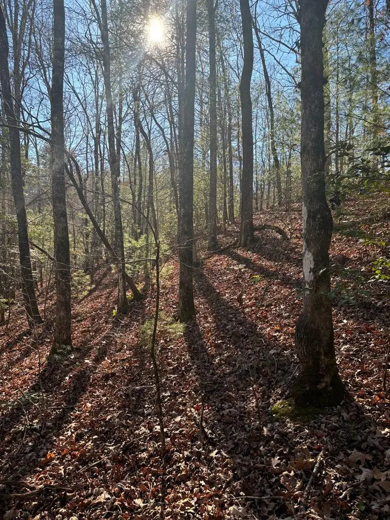1.03 Deep Forest Road, Murphy, NC 28906 - #3