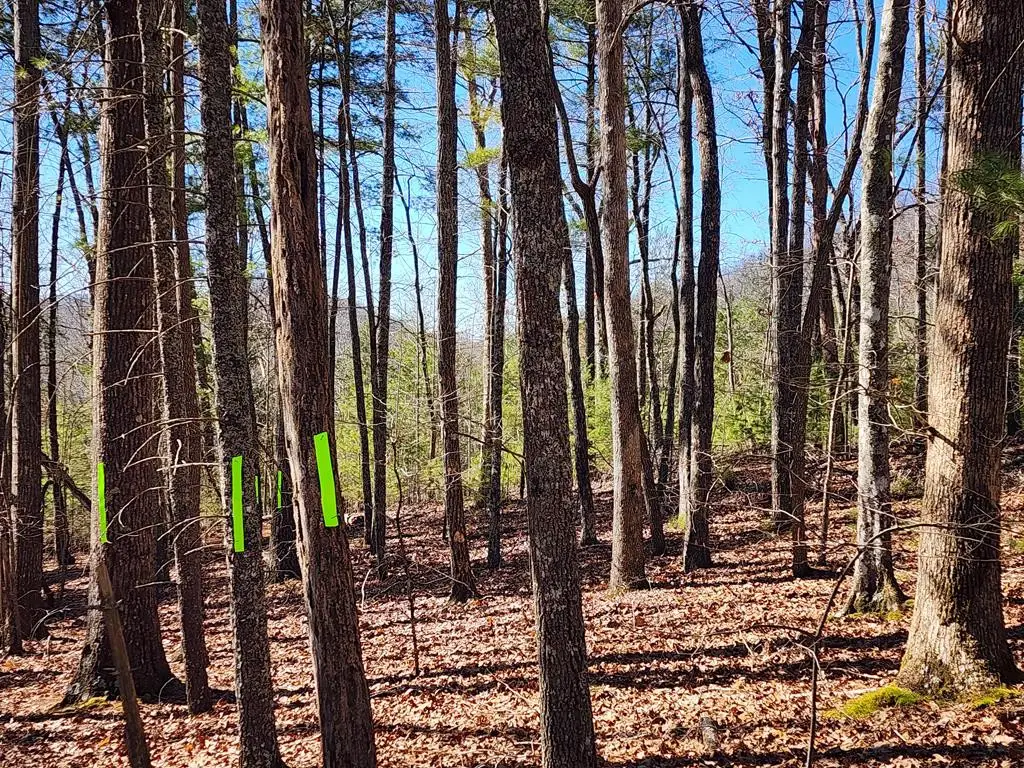 Lot17 Gray Grouse Trail, Murphy, NC 28906 - #1