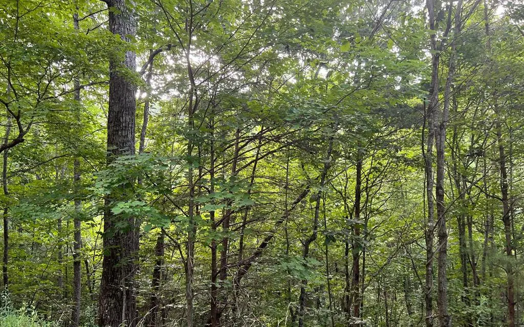 Lot 13 The Preserve, Brasstown, NC 28902 - #1