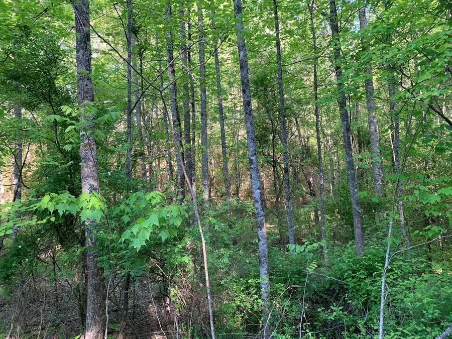4 Hunter Valley Road, Murphy, NC 28906 - #2