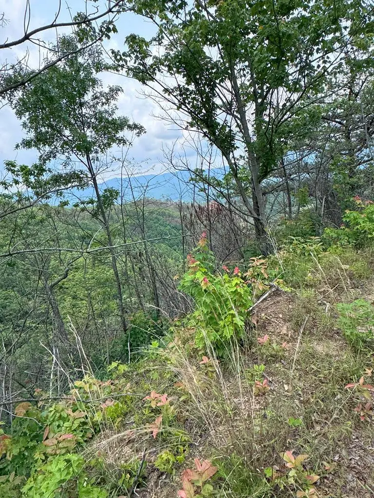 88 acres Bolden Branch, Andrews, NC 28901 - #1