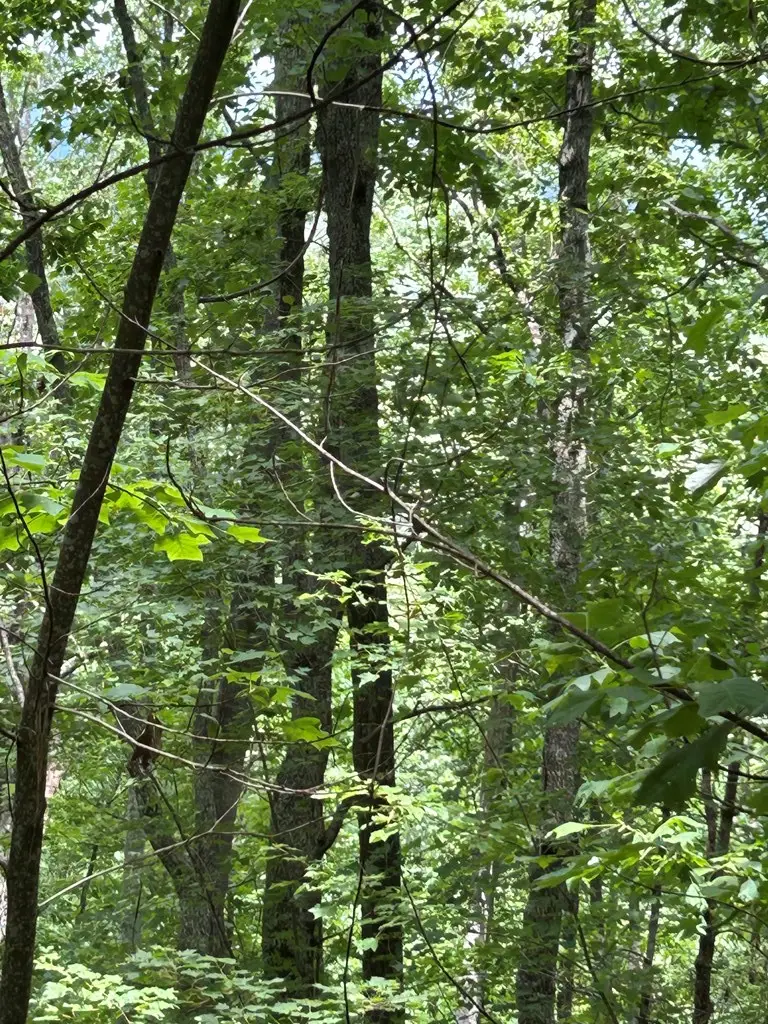 10 Pointe Trail, Murphy, NC 28906 - #2