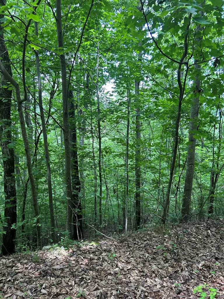 10 Pointe Trail, Murphy, NC 28906 - #3