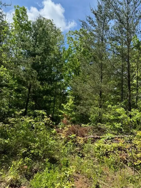 Lot 12 Paradise, Marble, NC 28905 - #2
