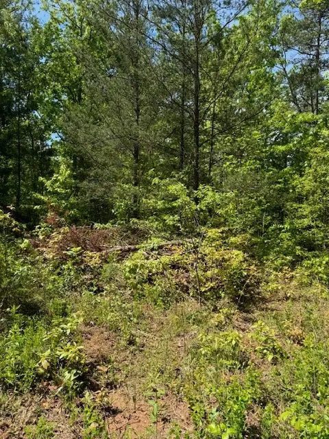 Lot 12 Paradise, Marble, NC 28905 - #3