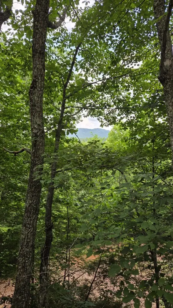 75 Talon Drive, Murphy, NC 28906 - #2