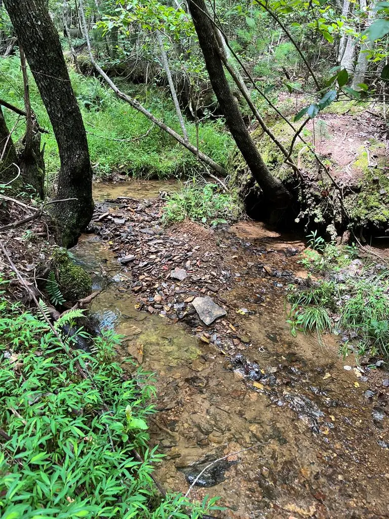 TBD Sheep Knob, Brasstown, NC 28906 - #1