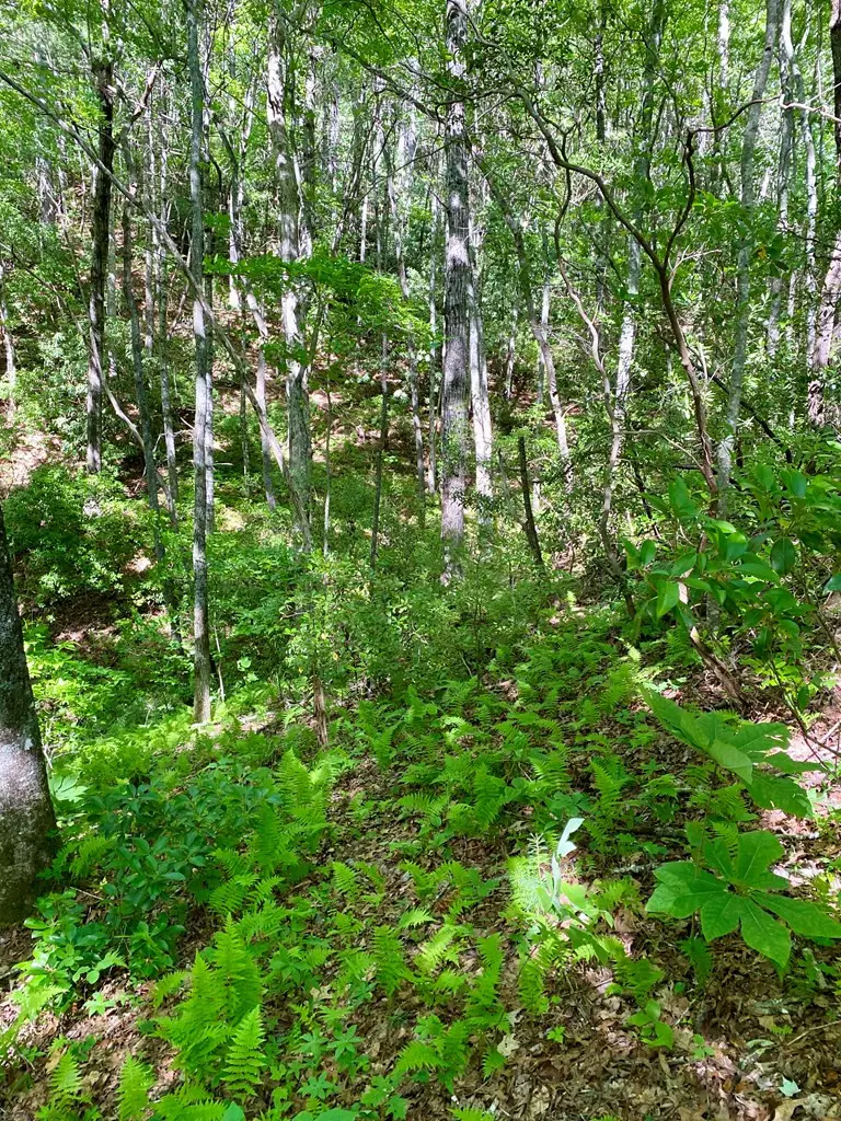 00 Deer Run, Robbinsville, NC 28771 - #2