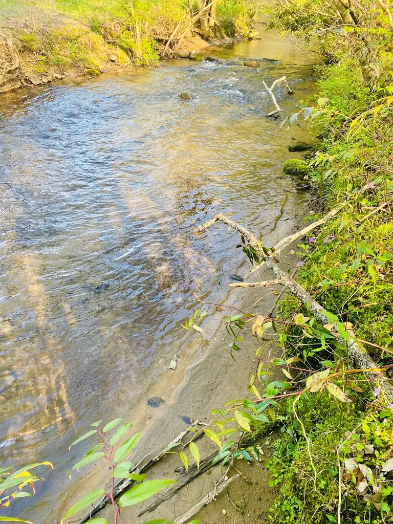 Lot 5 Carringer Road, Robbinsville, NC 28771 - #2
