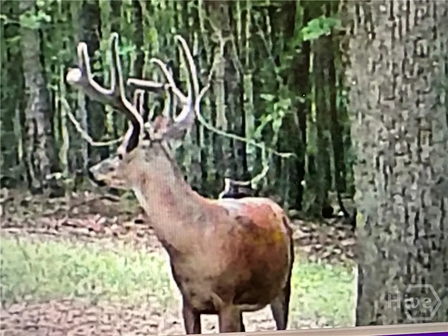 1070 Cedar Grove Drive, Buckhead, GA 30650 - Image #3