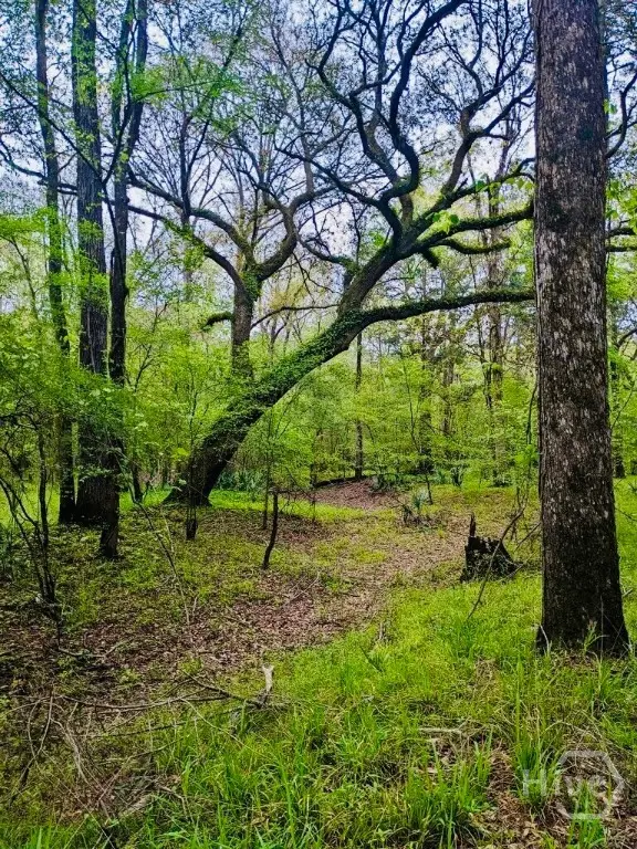 00 Spikes Road, Reidsville, GA 30453 - Image #3