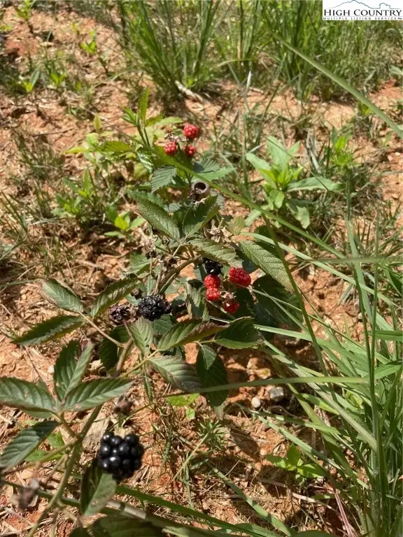 4621 Banbury Trail, Lenoir, NC 28645 - Image #3