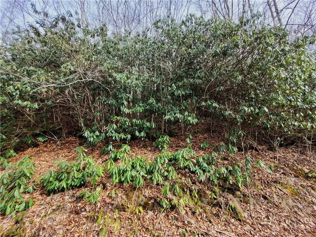118 Deergrass Road, Beech Mountain, NC 28604 - #1