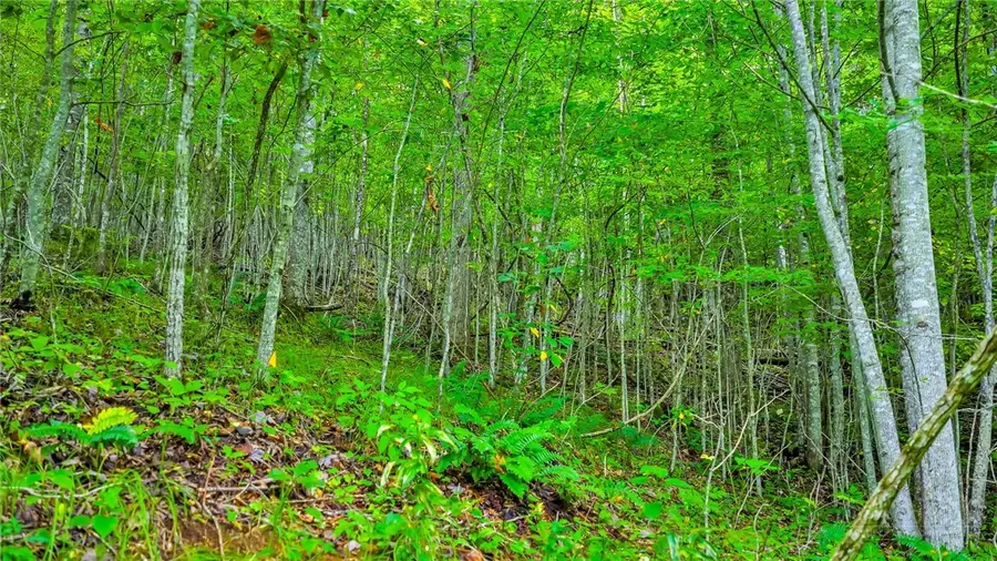TBD Mckinley Ridge Road, Lansing, NC 28643 - #2