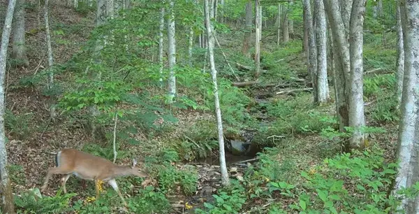 TBD Lot 8 Arborway Drive, Todd, NC 28684