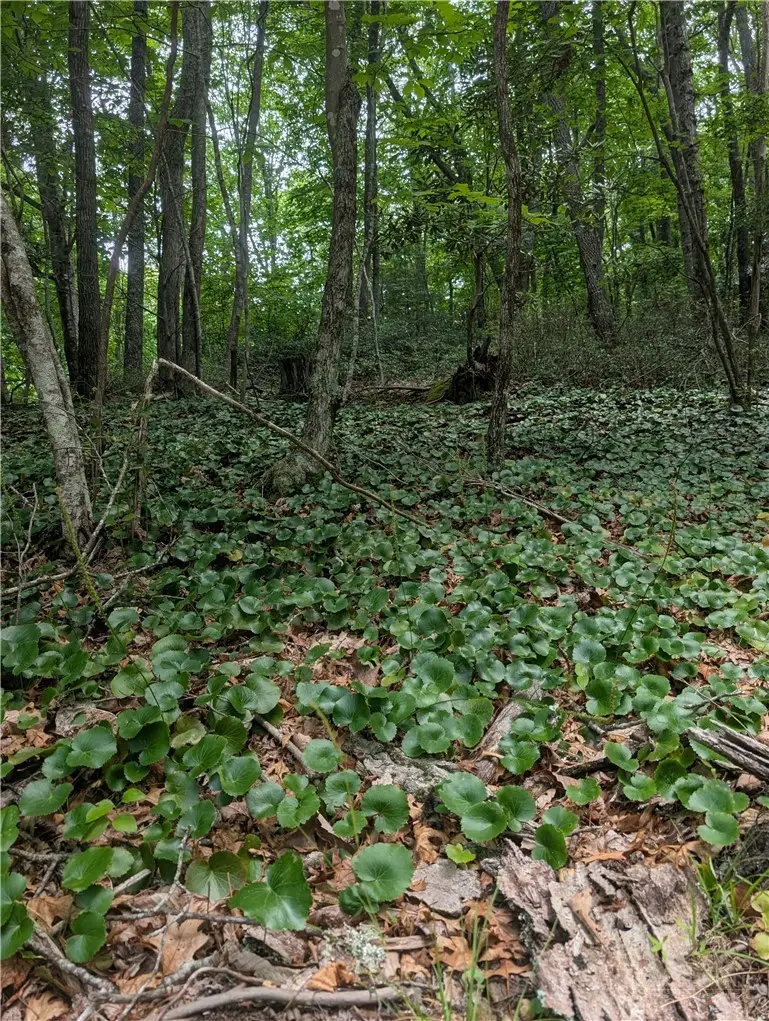 TBD Rocky Mountain Road, Cherry Lane, NC 28627 - #1