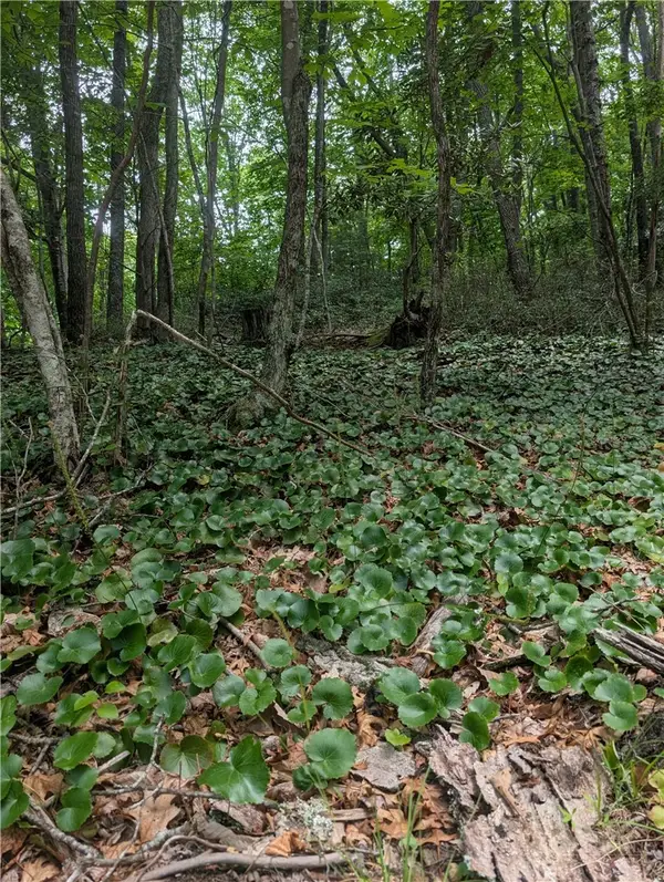 TBD Rocky Mountain Road, Sparta, NC 28627