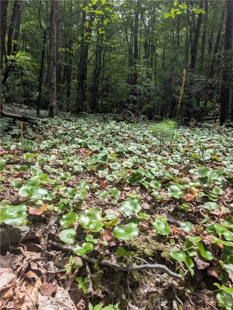 TBD Rocky Mountain Road, Cherry Lane, NC 28627 - #2