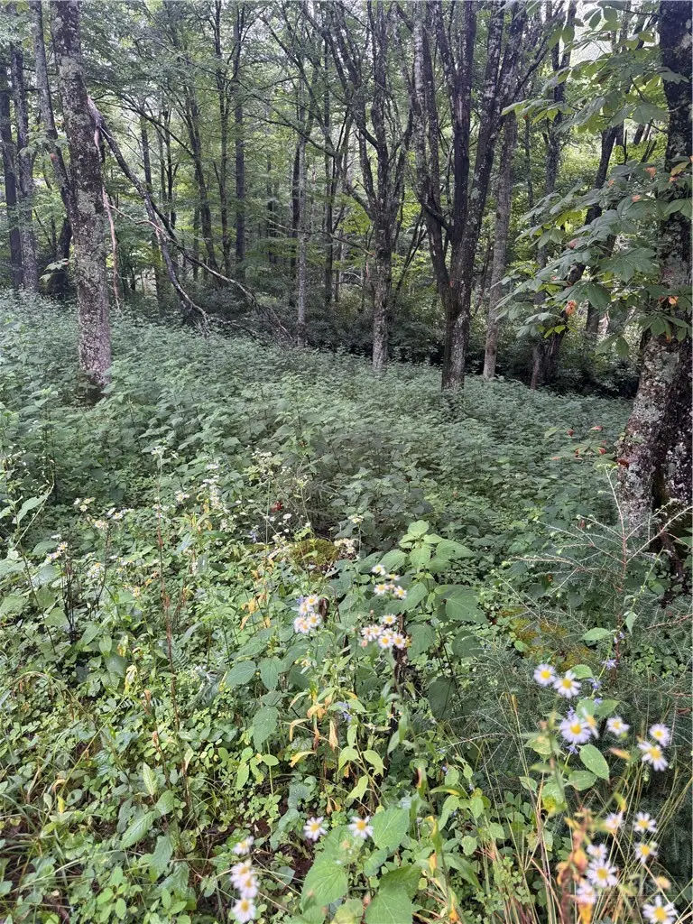 TBD Sugar Mountain #2 Road, Newland, NC 28657 - #3