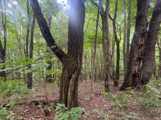 Lot 35/36 Walter Godbey Road, West Jefferson, NC 28694 - #2