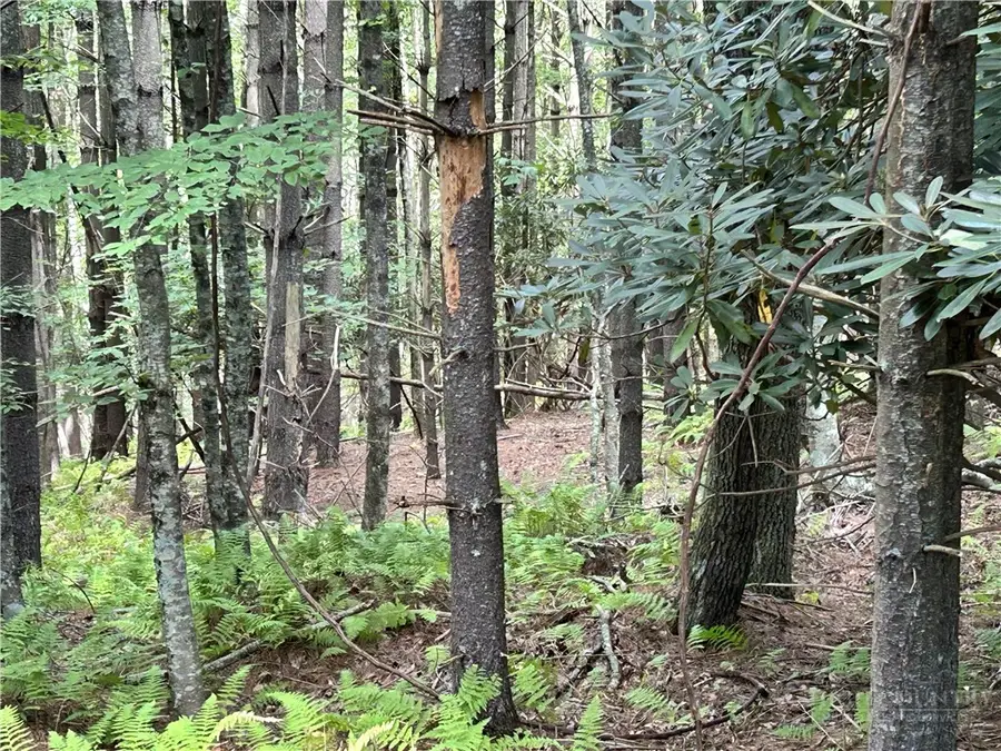 TBD/Lot 48 Woodland Valley Road, Jefferson, NC 28640 - #3