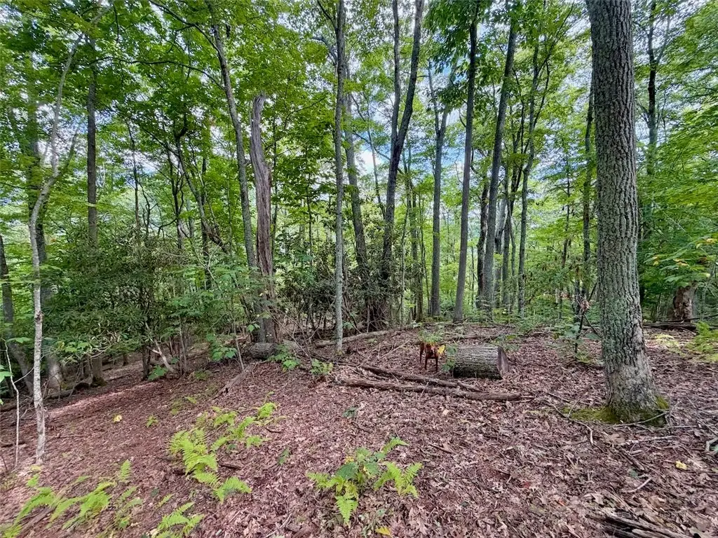 TBD Galax Lane, Banner Elk, NC 28604 - #1