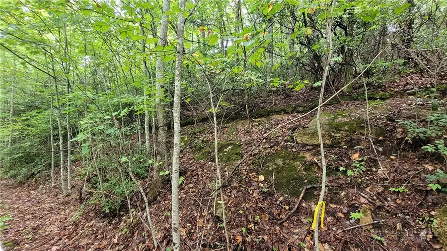 xx Gumtree Road, Beech Mountain, NC 28604 - #2