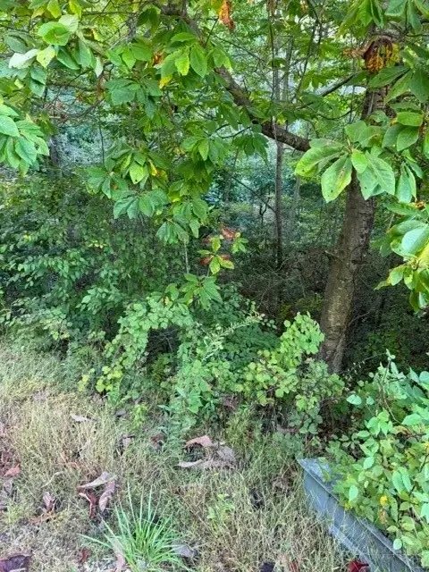 TBD Fishers Peak View, Ennice, NC 28623 - #3