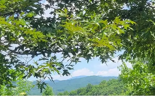 24 Mountain Knoll Lane, Warne, NC 28909 - #3