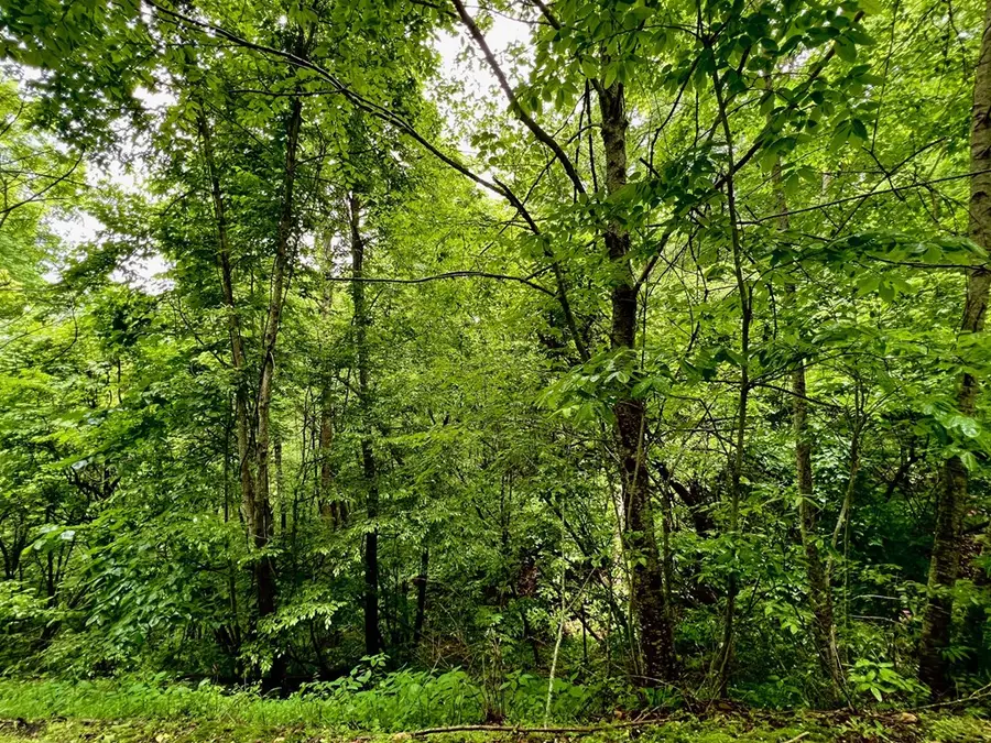 8 Black Bear Trail, Hiawassee, GA 30548 - Image #2