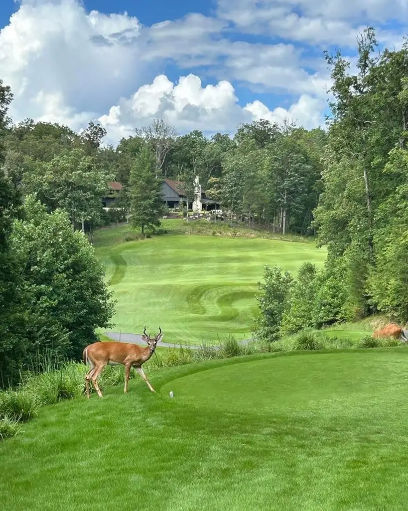 Lot 144 Hickory Way, Mineral Bluff, GA 30559 - Image #1