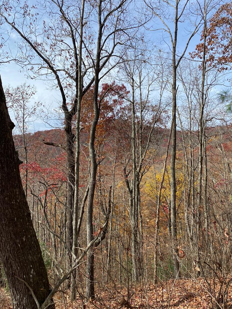 L334 335 Brushy Top Drive, Ellijay, GA 30540 - #1