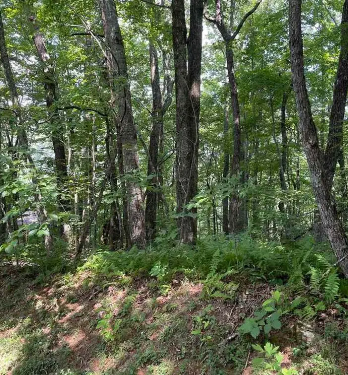 6 Thunderhead Lane, Dillard, GA 30537 - Image #2