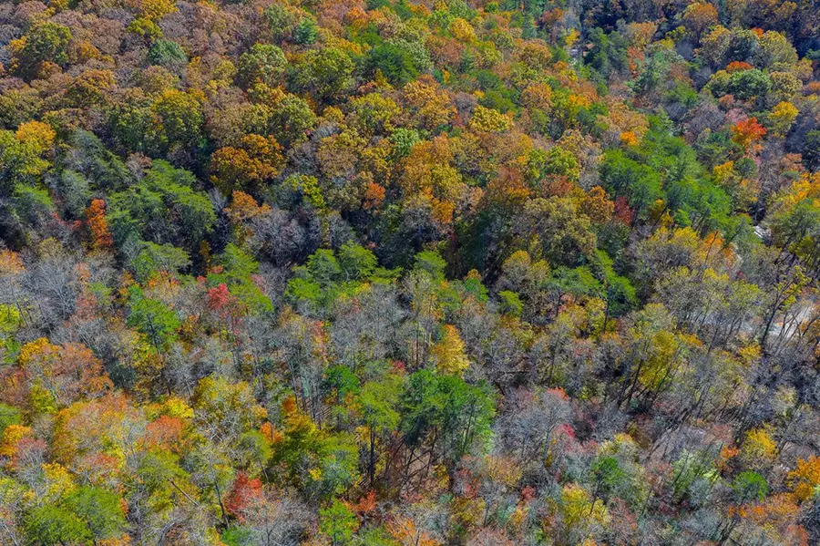 N/A Willard Mountain Road, Ellijay, GA 30513 - Image #3