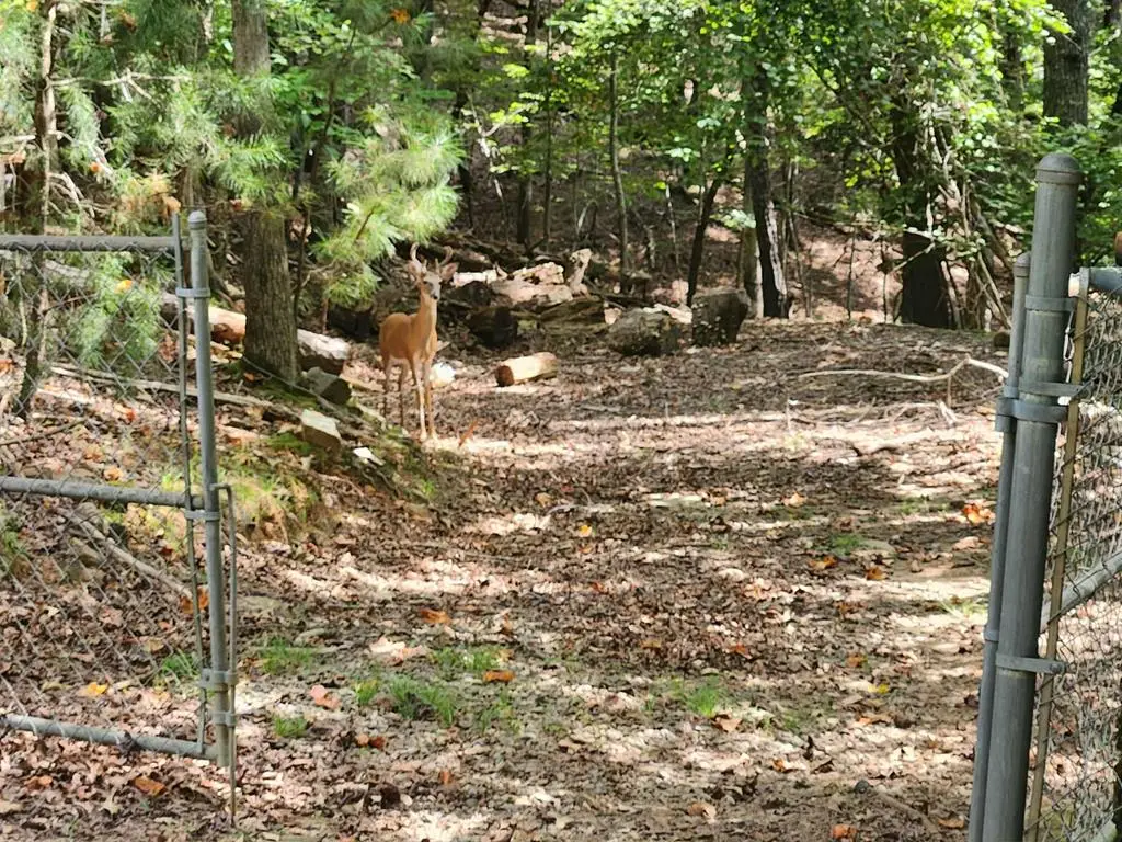 19B/2545 Frigate Drive, Ellijay, GA 30540 - Image #1