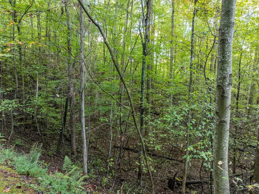 Lot 3 Wilderness Way, Ellijay, GA 30536 - Image #3