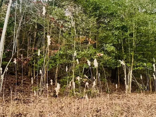 LT 9 Timberline Road, Murphy, NC 28906 - Image #1