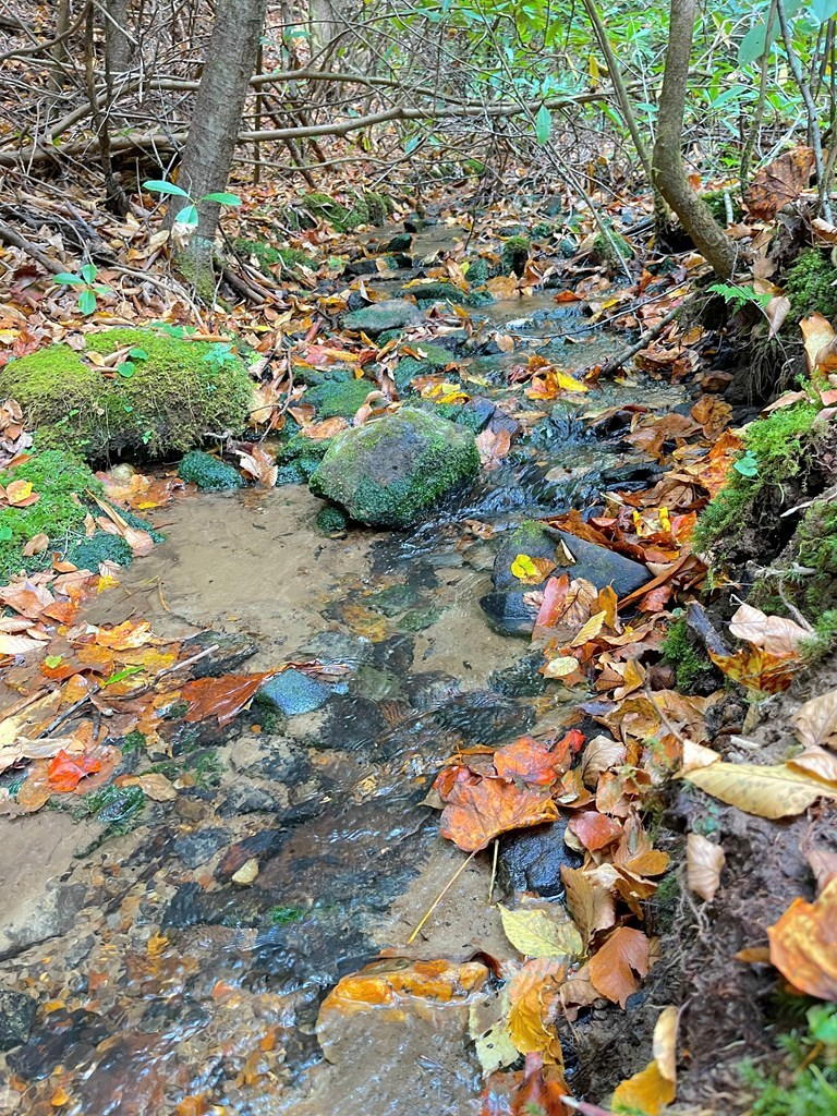 65 Acres Long Branch Road, Topton, NC 28781 - Image #3