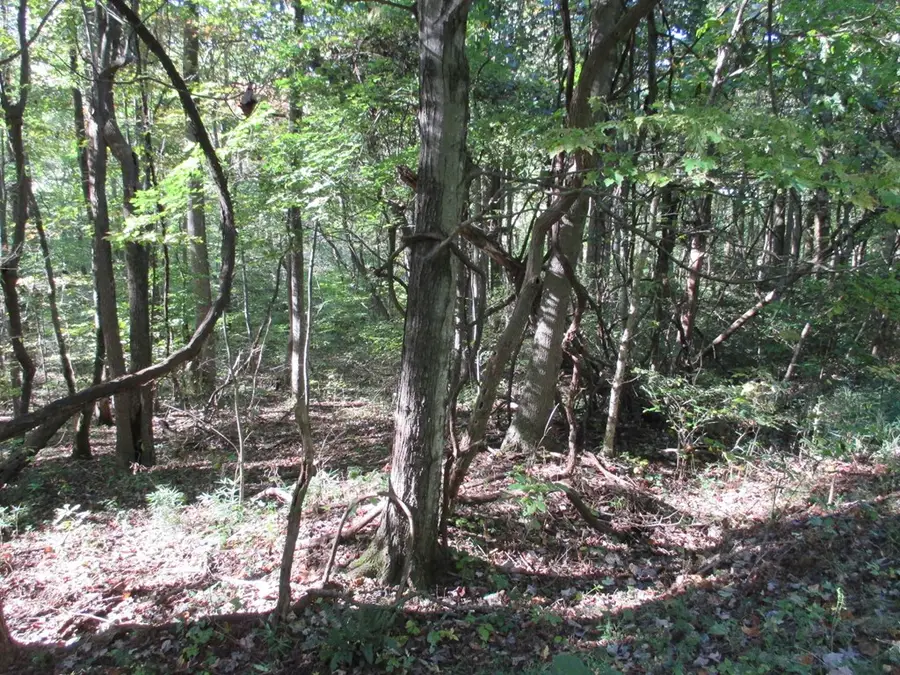 00 Lower Sassafras Parkway, Jasper, GA 30143 - Image #3