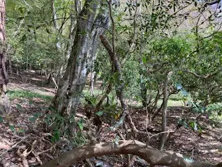 LT 2486 Novena Court, Ellijay, GA 30540 - Image #3