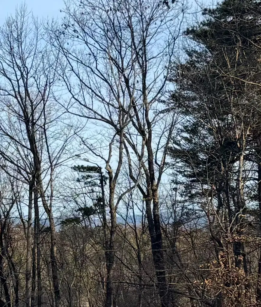 89 Pamela Court, Ellijay, GA 30540 - Image #3