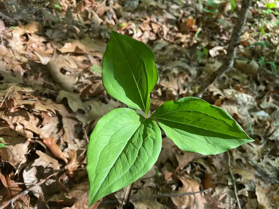 N/A Trillium Heights, Hayesville, NC 28904 - Image #2