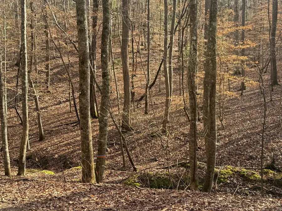 Lot 2750 Nimrod Court, Ellijay, GA 30540 - Image #3